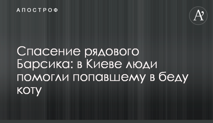 Спасение рядового Барсика: в Киеве люди помогли попавшему в беду коту