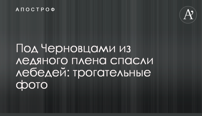 Под Черновцами из ледяного плена спасли лебедей: трогательные фото