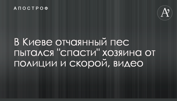 У Києві відчайдушний собака намагався 