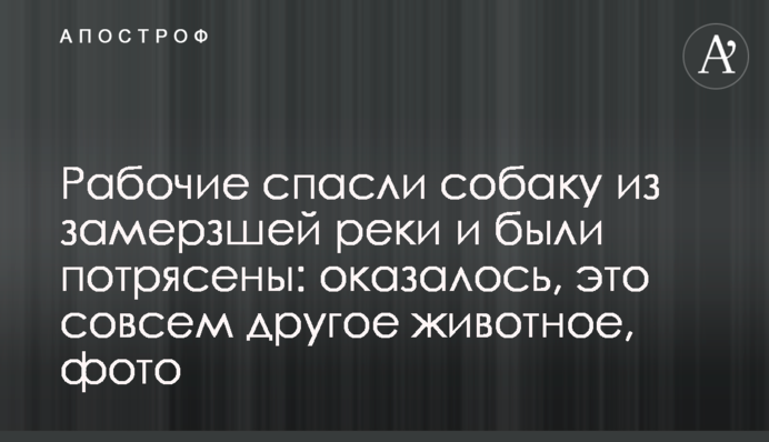Робітники врятували собаку із замерзлої річки і були вражені: виявилося, це зовсім інша тварина, фото