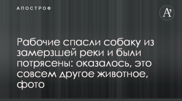 Робітники врятували собаку із замерзлої річки і були вражені: виявилося, це зовсім інша тварина, фото