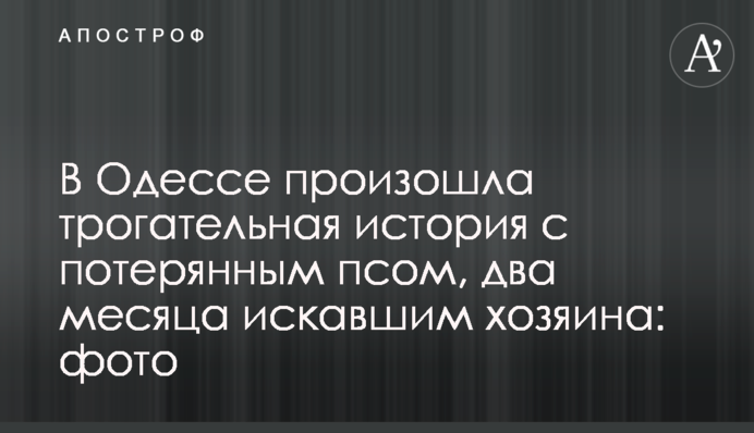 ​В Одесі сталася зворушлива історія із загубленим псом, який два місяці шукав господаря: фото