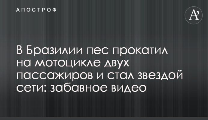 В Бразилии пес прокатил на мотоцикле двух пассажиров и стал звездой сети: забавное видео