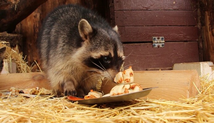 В харьковском зоопарке животным устроили 