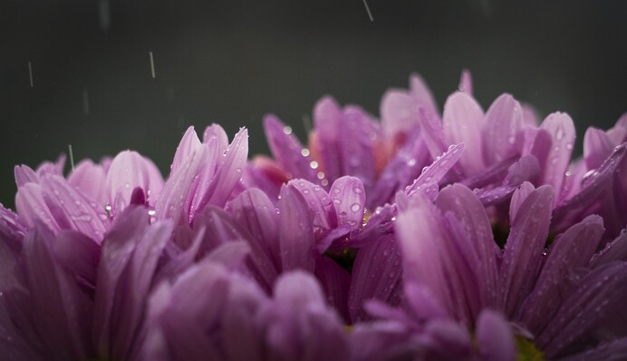Свято з дощами: синоптики розповіли, до чого готуватися 8 березня