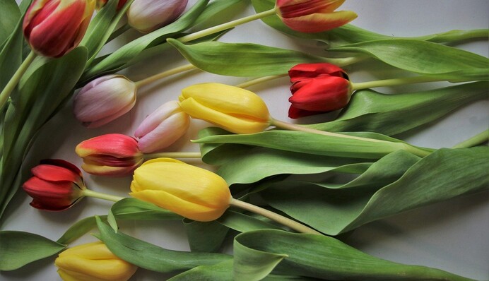 Тости на 8 березня: прикольні і яскраві привітання