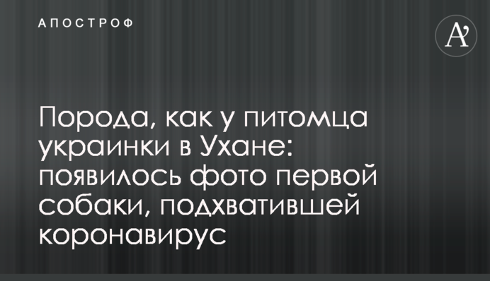 Порода, як у вихованця українки в Ухані: з'явилося фото першої собаки, яка підхопила коронавірус