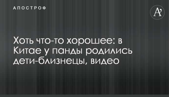 Хоть что-то хорошее: в Китае у панды родились дети-близнецы, видео