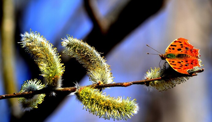 Поздравления с Вербным воскресеньем: душевные стихи и яркие открытки