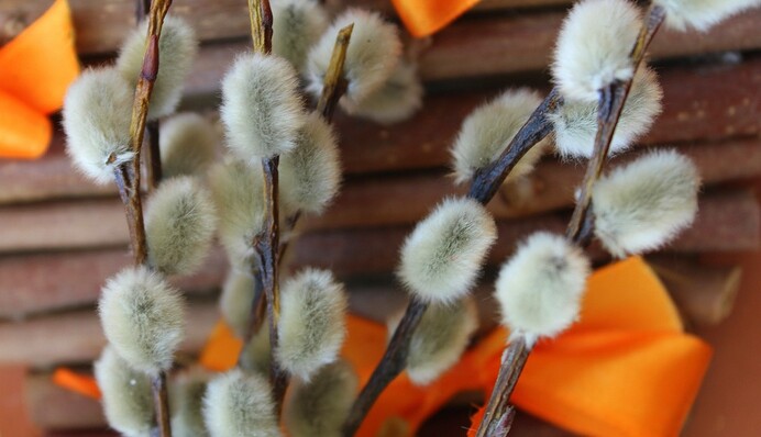 Лучшие поздравления с Вербным воскресеньем в прозе и видео