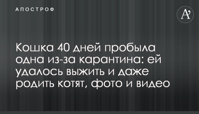 Кошка 40 дней пробыла одна из-за карантина: ей удалось выжить и даже родить котят, фото и видео