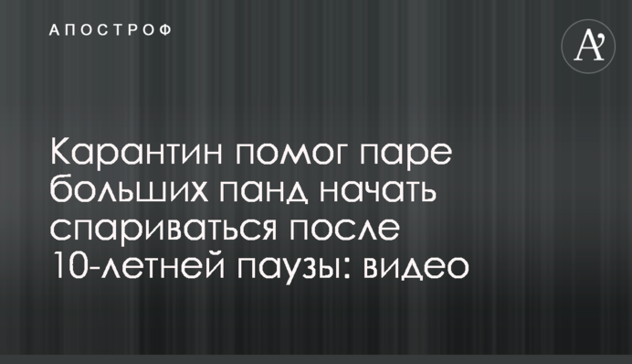 Карантин допоміг парі великих панд почати спаровуватися після 10-річної паузи: відео