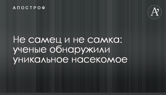 Не самець і не самка: вчені виявили унікальну комаху
