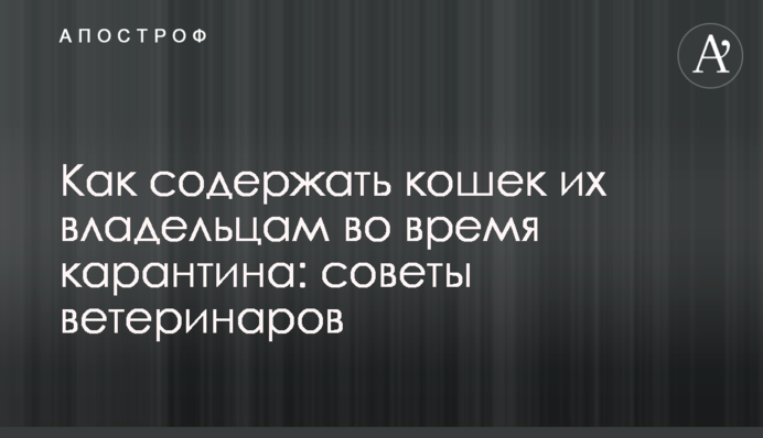 Як утримувати кішок їх власникам під час карантину: поради ветеринарів