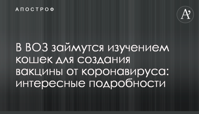 У ВООЗ займуться вивченням кішок для створення вакцини від коронавірусу: цікаві подробиці