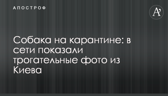Собака на карантині: в мережі показали зворушливі фото з Києва