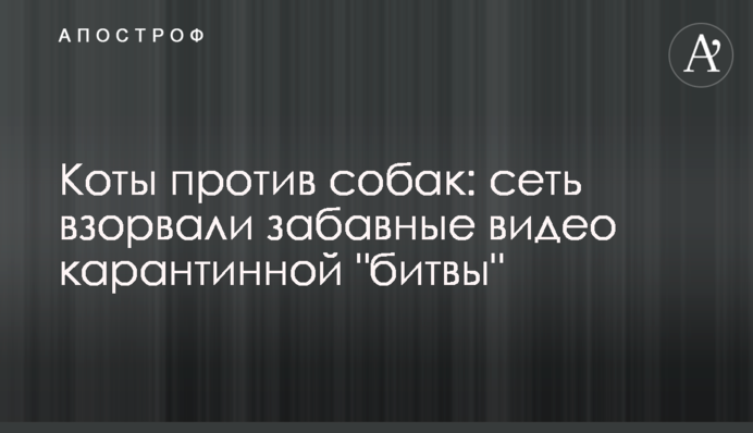 Коти проти собак: мережу підірвали кумедні відео карантинної 