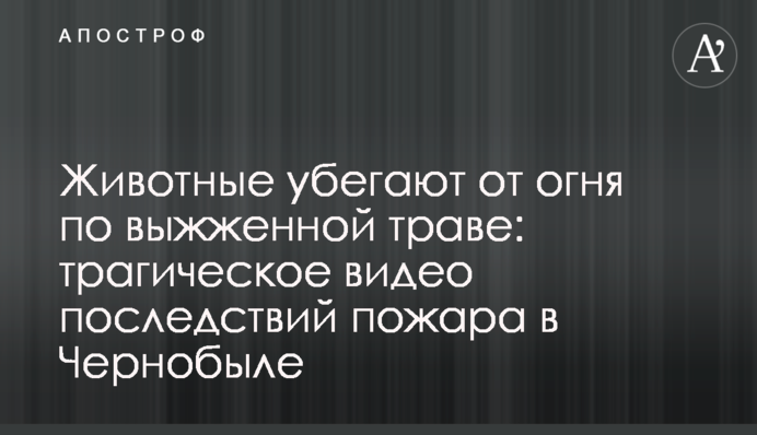 Животные убегают от огня по выжженной траве: трагическое видео последствий пожара в Чернобыле