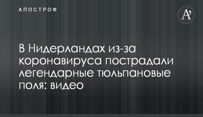 У Нідерландах через коронавірус постраждали легендарні тюльпанові поля: відео