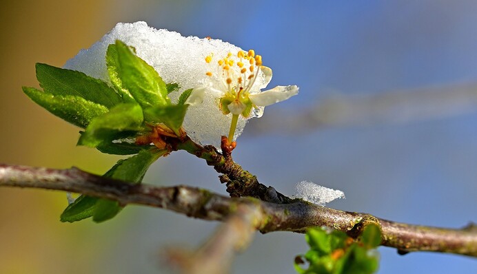 Деревья "тонут" в снегу: в Украине внезапно начало снежить, яркие фото и видео
