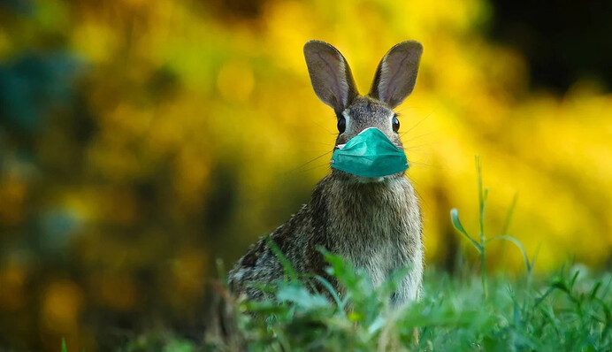 Прикольні привітання з Великоднем: жартівливі побажання та позитивні картинки