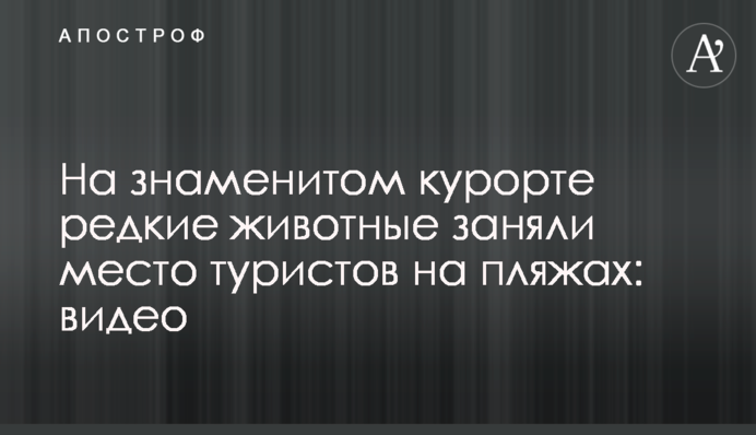 На знаменитому курорті рідкісні тварини зайняли місце туристів на пляжах: відео
