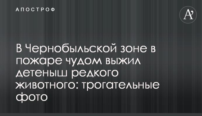В Чернобыльской зоне в пожаре чудом выжил детеныш редкого животного: трогательные фото