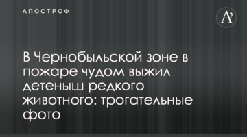 В Чернобыльской зоне в пожаре чудом выжил детеныш редкого животного: трогательные фото