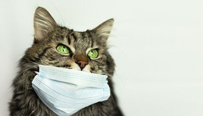 У США вперше знайшли коронавірус у домашніх тварин: наскільки це небезпечно