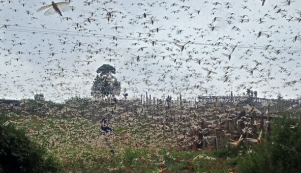 На Африку обрушились полчища саранчи: фото и видео