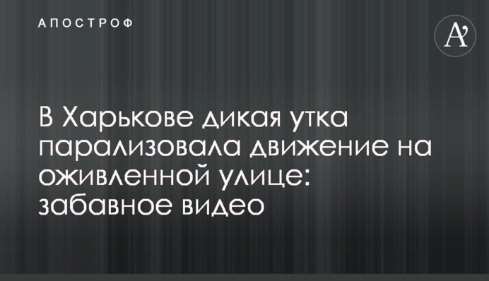 В Харькове дикая утка парализовала движение на оживленной улице: забавное видео