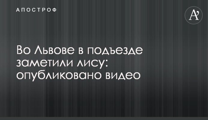 У Львові в під'їзді помітили лисицю: опубліковано відео