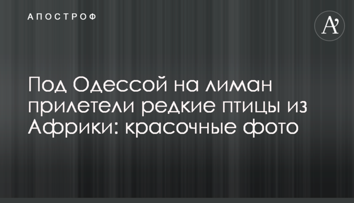 Под Одессой на лиман прилетели редкие птицы из Африки: красочные фото