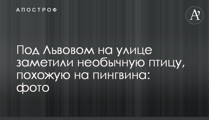 Под Львовом на улице заметили необычную птицу, похожую на пингвина: фото