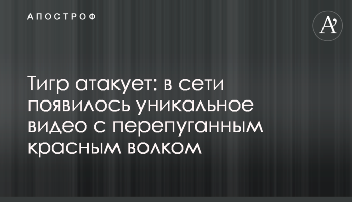 Тигр атакует: в сети появилось уникальное видео с перепуганным красным волком