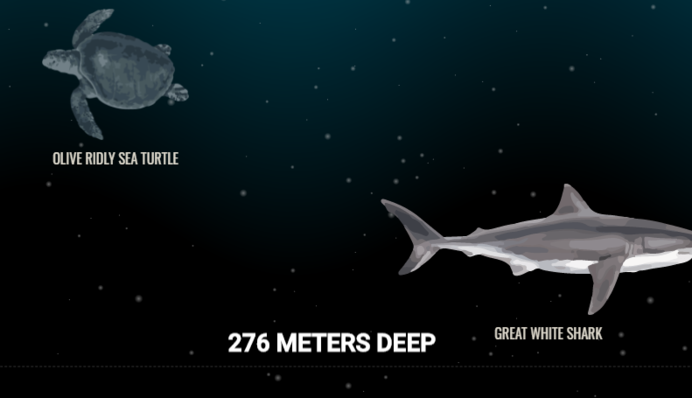 Хто живе на дні океану і де лежить 
