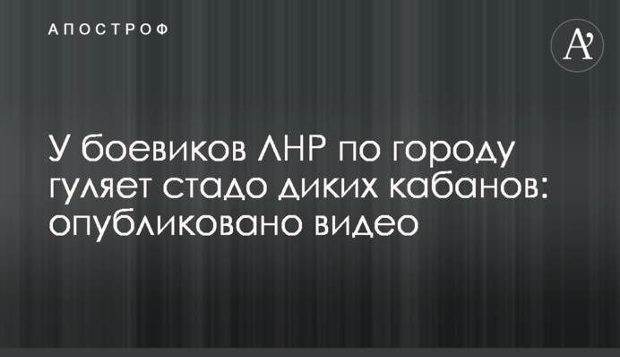 У бойовиків ЛНР по окупованому місту гуляє стадо диких кабанів: відео