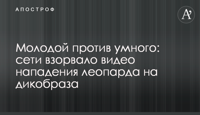Молодой против умного: сети взорвало видео нападения леопарда на дикобраза