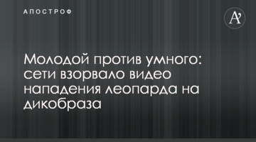 Молодий проти розумного: мережі підірвало відео нападу леопарда на дикобраза