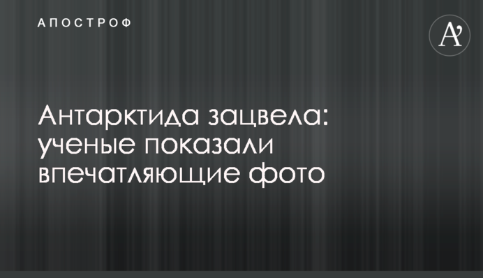 Антарктида зацвіла: вчені показали вражаючі фото