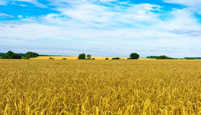 Какое количество людей в мире может накормить Украина: названа впечатляющая цифра