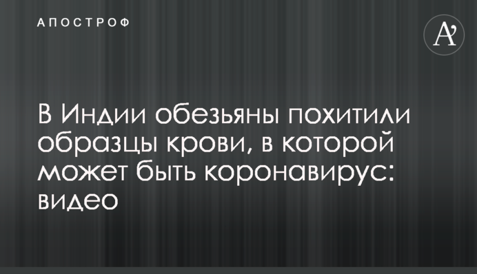 В Індії мавпи викрали зразки крові, в якій може бути коронавірус: відео
