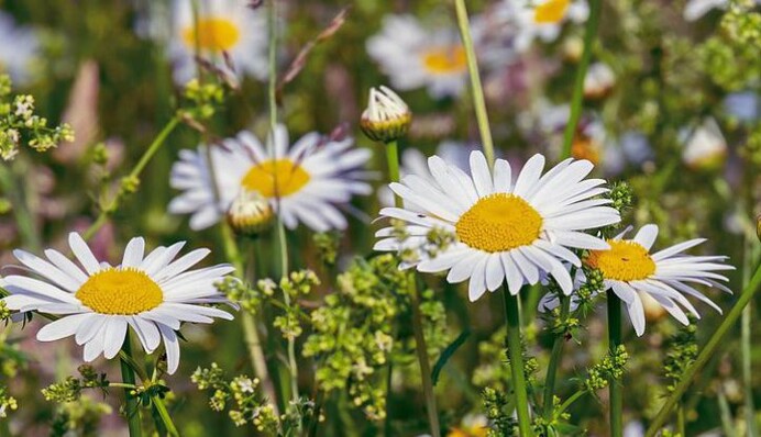 Первый день лета: красивые открытки и лучшие поздравления в стихах и прозе