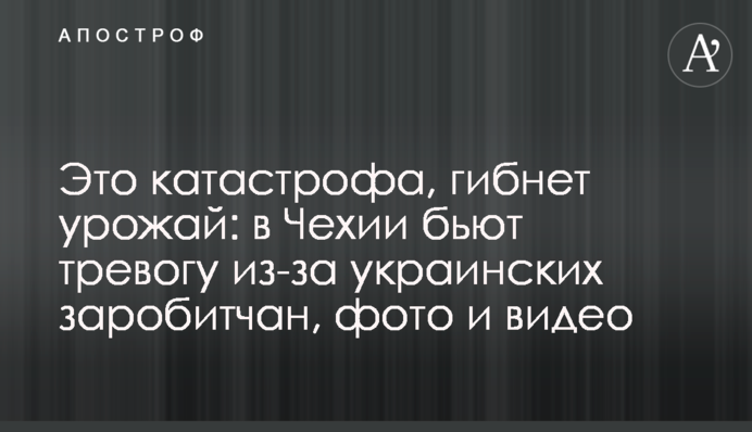 Это катастрофа, гибнет урожай: в Чехии бьют тревогу из-за украинских заробитчан, фото и видео