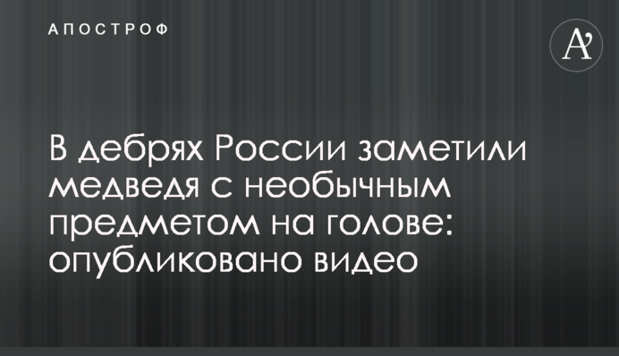 У нетрях Росії помітили ведмедя з незвичайним предметом на голові: опубліковано відео