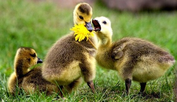 Не кличте гостей в дім: яке свято 10 червня і що не можна робити