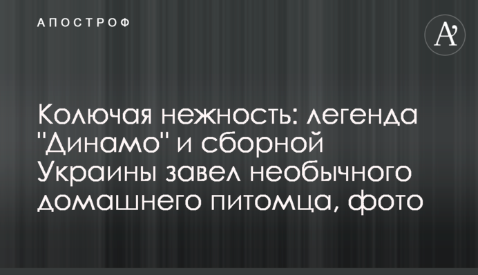 Колючий ніжність: легенда 