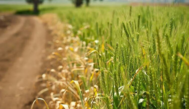 Не можна стрибати, але можна гадати: що потрібно знати про свято 11 червня