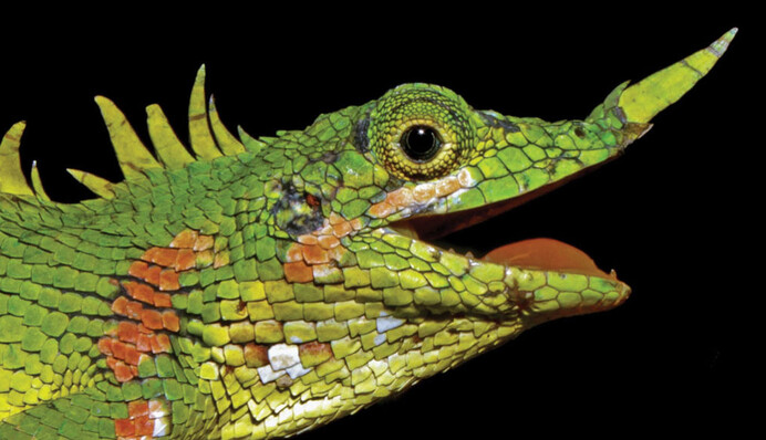 Вчені виявили на відомому острові рідкісного дракона: фото