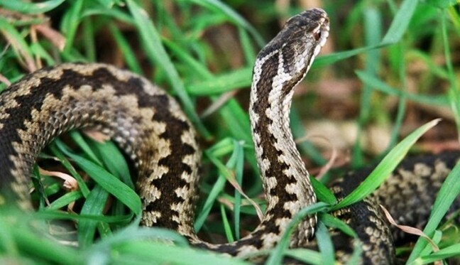 Зміїне свято 2020: заборони і прикмети в цей день